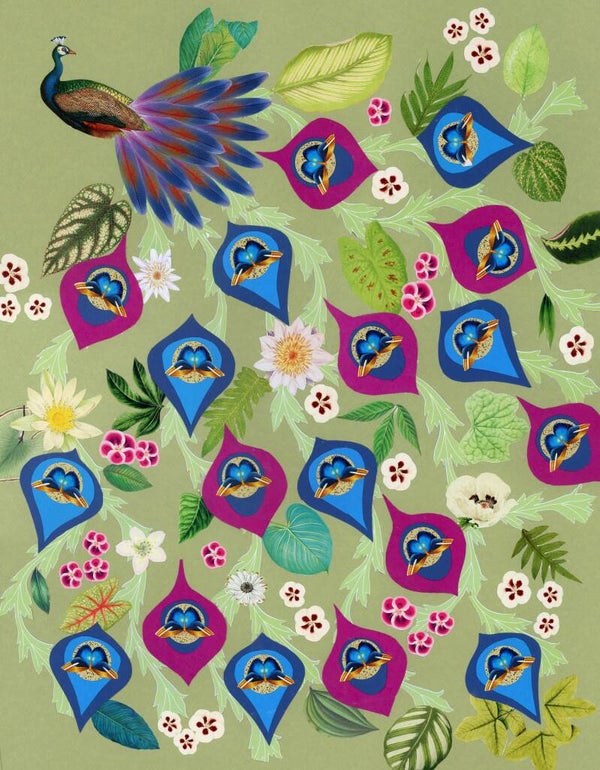 Peacock Glory