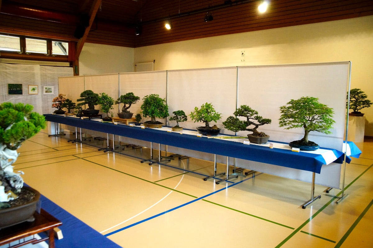 wendorf bonsai 46 Year Old Windswept Dwarf Hinoki Cypress Specimen Bonsai Tree