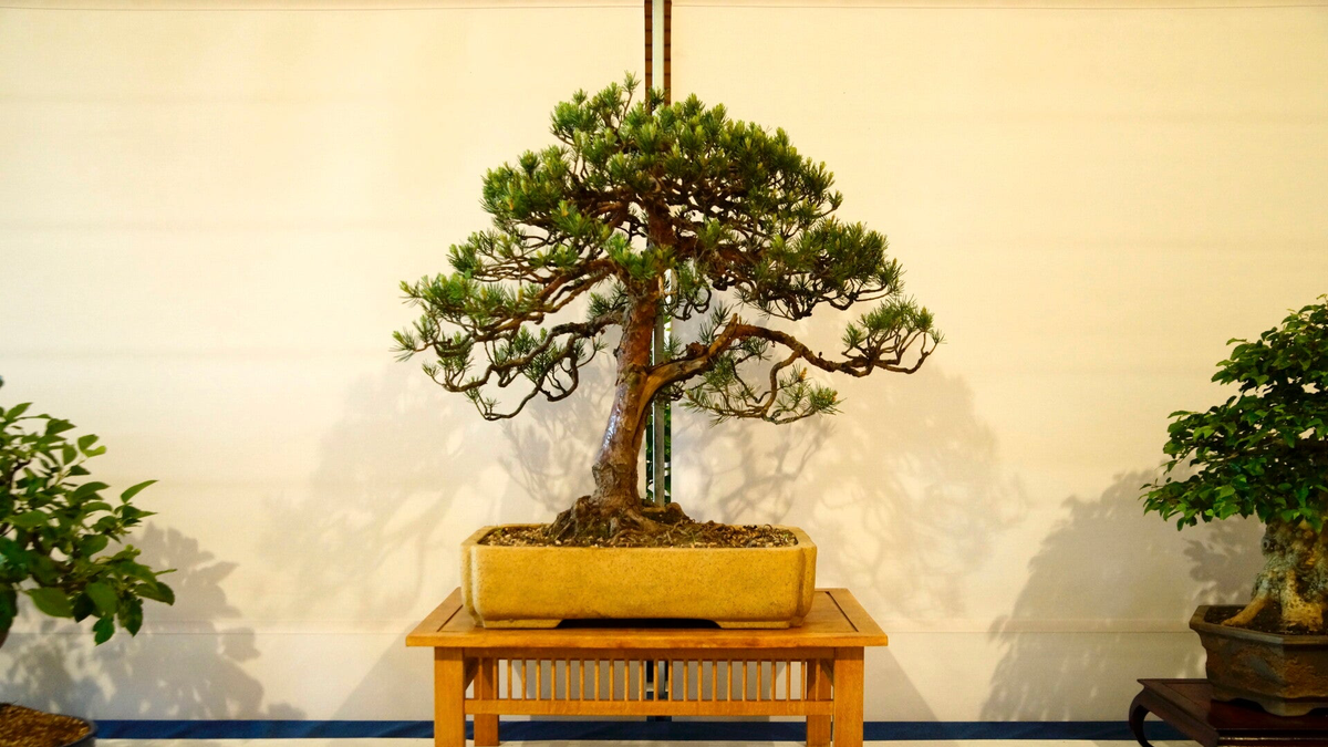 dracena jade jewel Dracaena Jade Jewel | 6