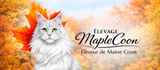 ElevageMapleCoon