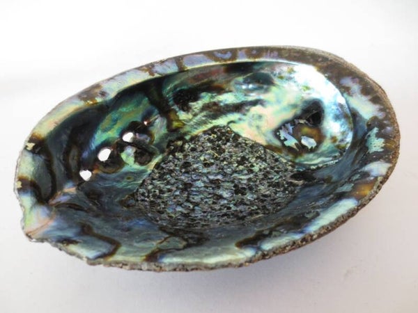 Abalone Schelp. (± 16.5x12.5 cm)
