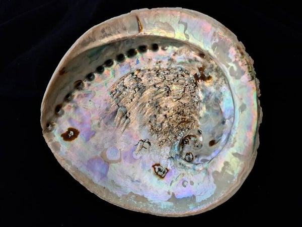 Abalone schelp. (± 19.5x17.5 cm)