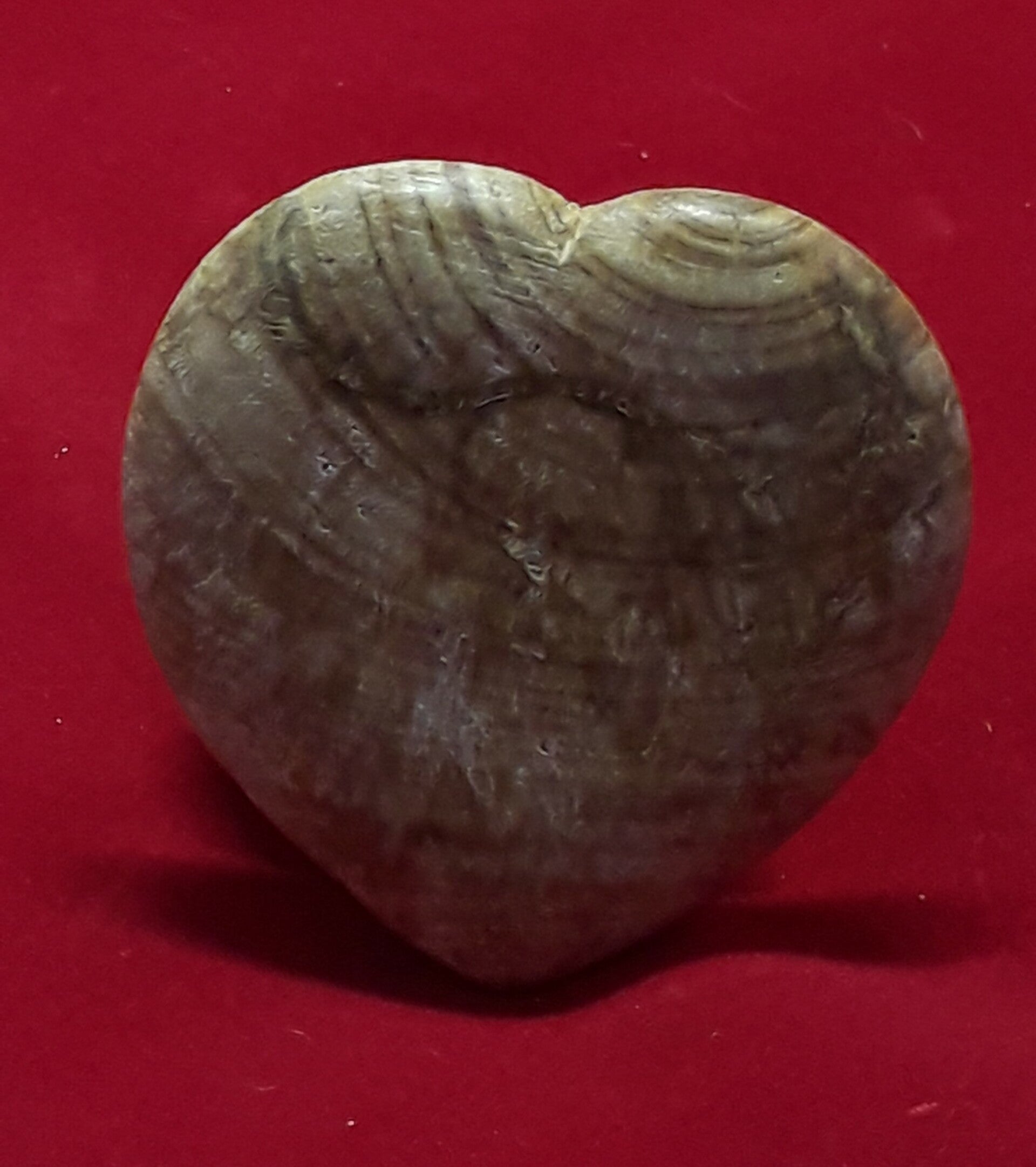 Wanchako Hart van Palo Santo.