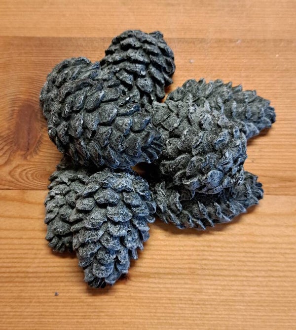 Quinnwood - Dennenappel (gr) Black Musk.