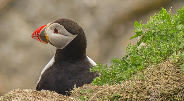 A Puffin Sumburgh Head Shetland