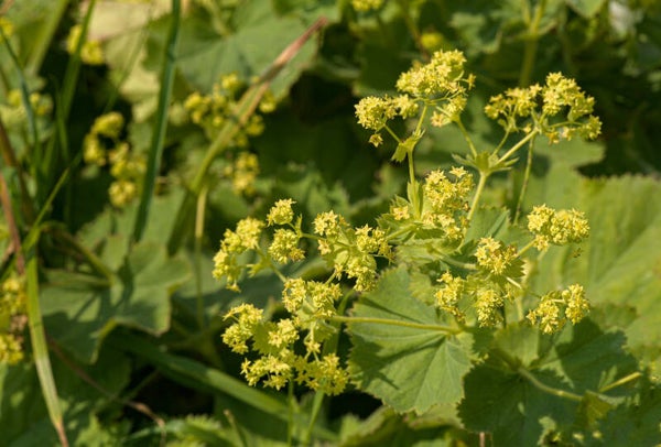 Ladies Bedstraw Shetland