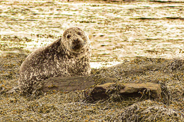 A Seal