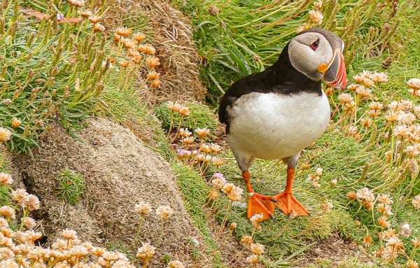 A Puffin Sumburgh Head Shetland