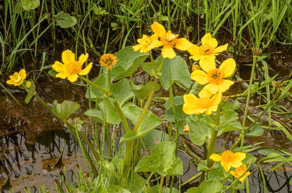 Marsh Marigold Gulberwick Shetland