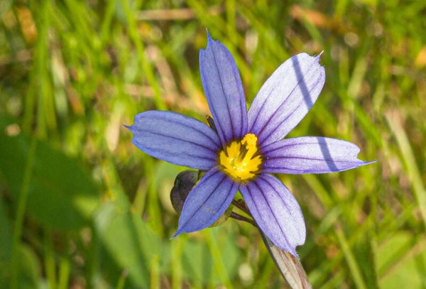 Unknown Shetland
