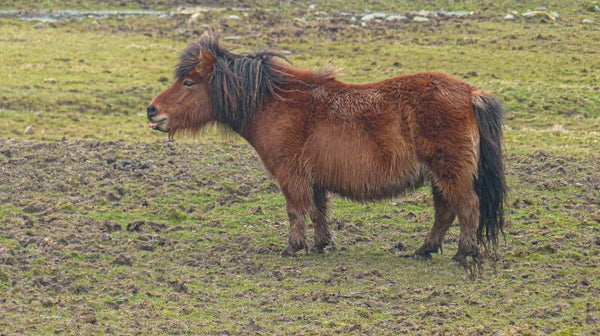 Shetland