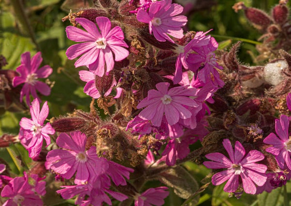 Red Campion Shetland