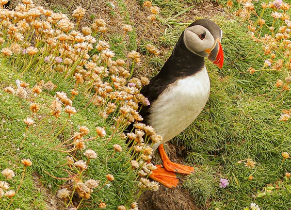 A Puffin Sumburgh Head Shetland