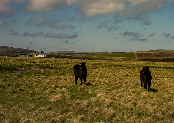 Haroldswick Unst Shetland.
