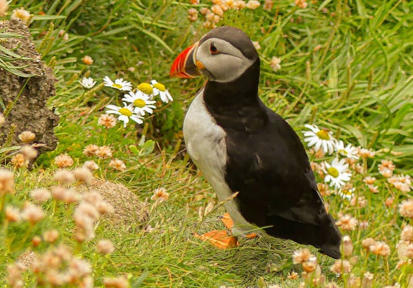 A Puffin Sumburgh Head Shetland