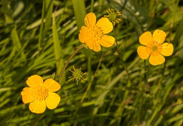 Buttercups Shetland