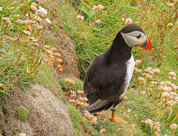 A Puffin Sumburgh Head Shetland