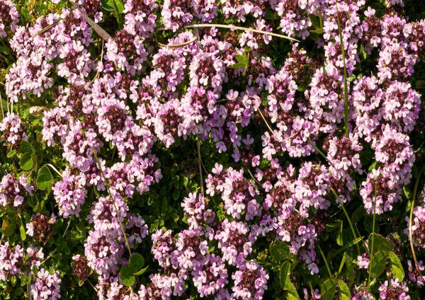 Selfheal Shetland