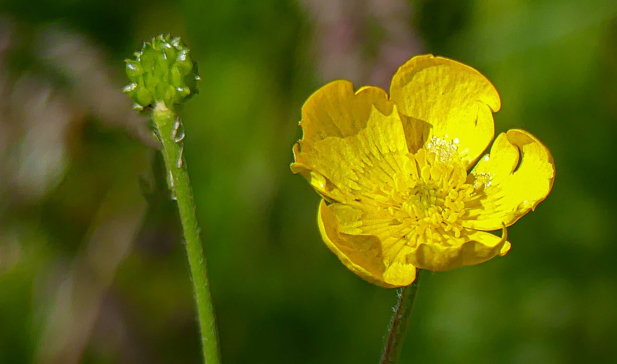 Buttercup Types A Type of Buttercup | Nordic photographic