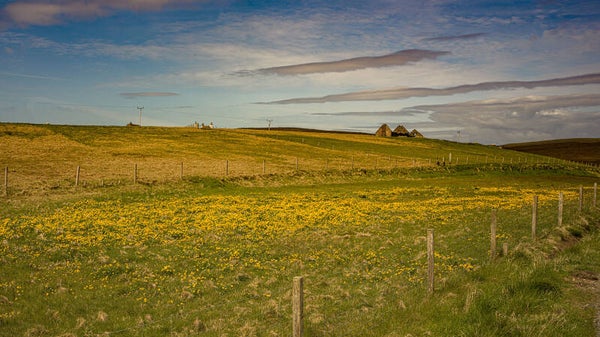 Unst Shetland