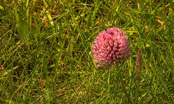 Purple Clover Shetland