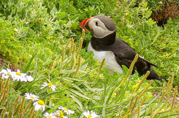 A Puffin Sumburgh Head Shetland