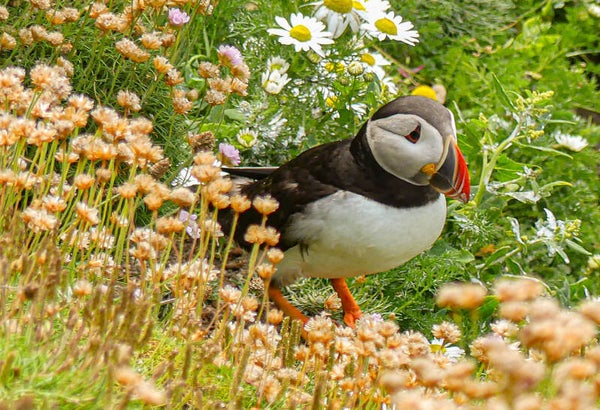 A Puffin Sumburgh Head Shetland