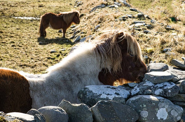 Shetland Ponies