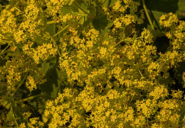 Ladies Bedstraw Shetland