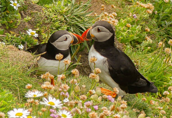 A Pair of Puffins Sumburgh Head Shetland