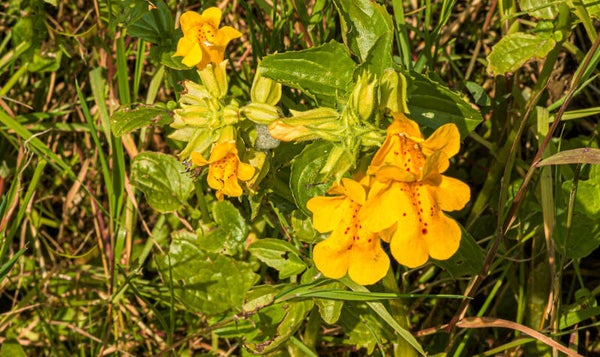 Monkey Flowers. Shetland