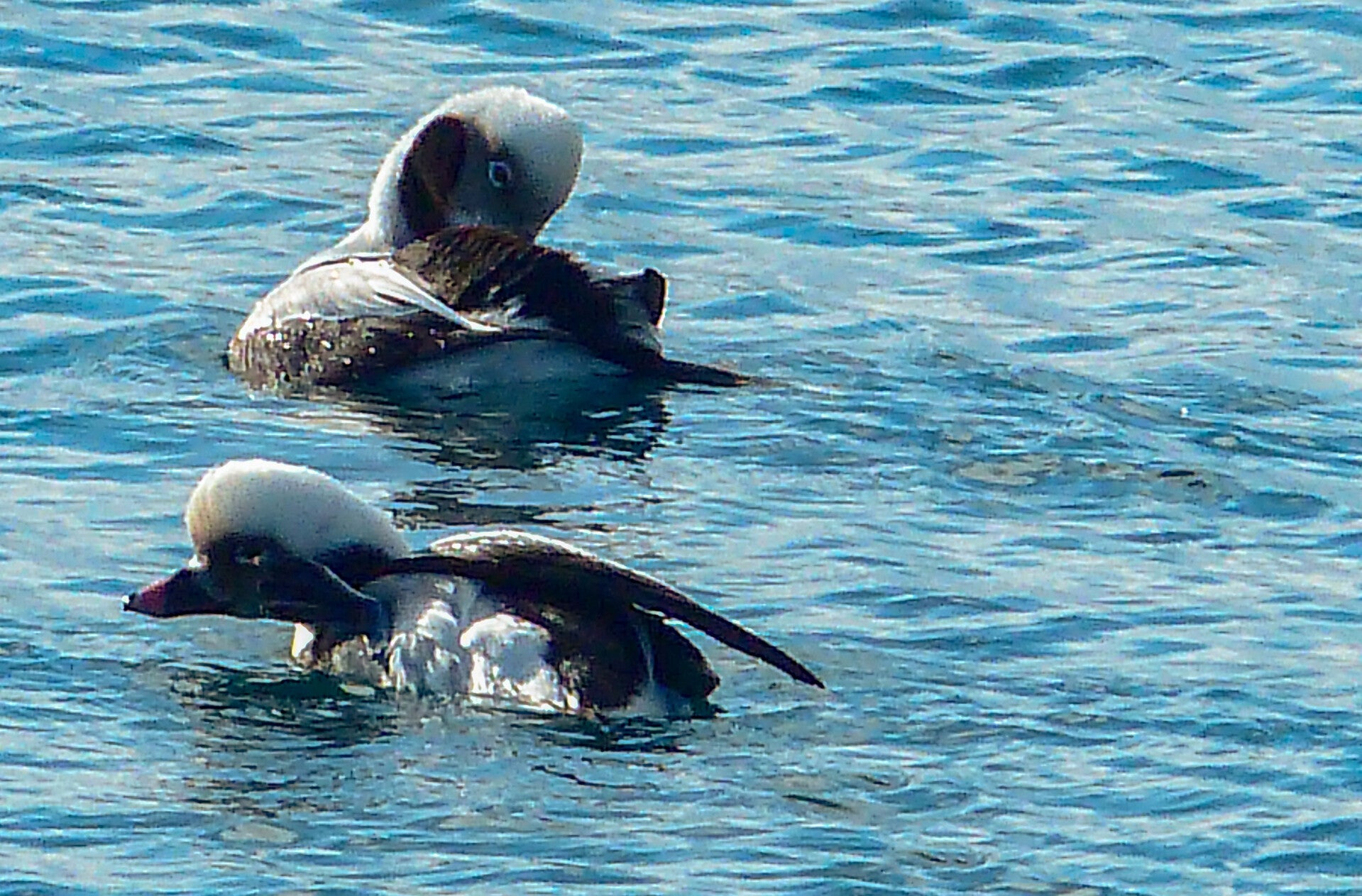 A pair of Long Tailed Ducks