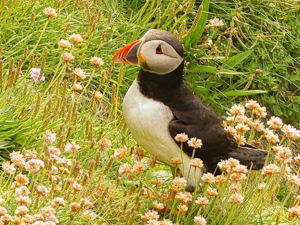 A Puffin Sumburgh Head Shetland