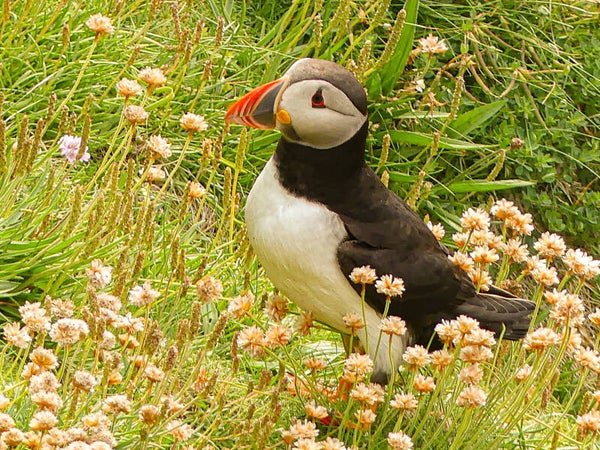 A Puffin Sumburgh Head Shetland