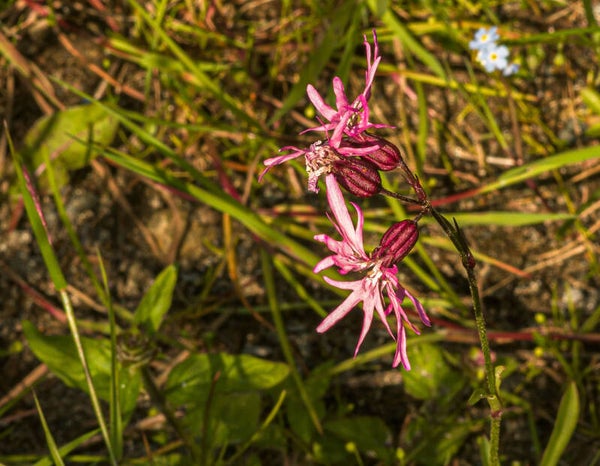 Ragged Robin. Shetland
