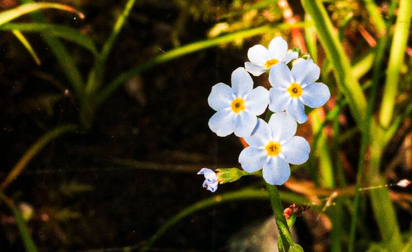 Forget-Me-Nots Shetland