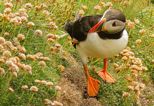 A Puffin Sumburgh Head Shetland