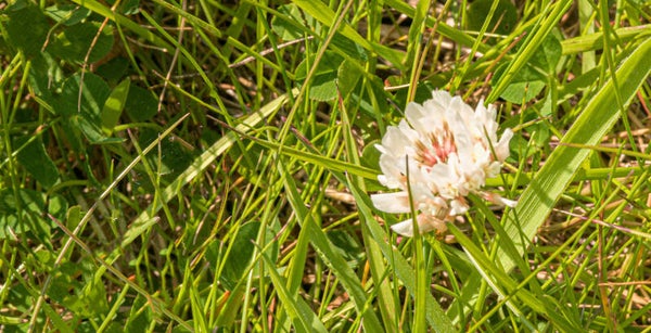 White Clover Flower Shetland
