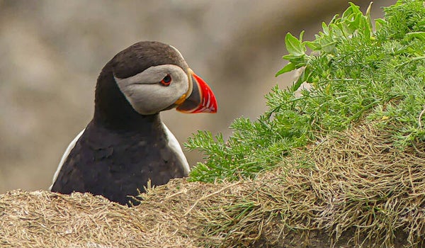 A Puffin Sumburgh Head Shetland