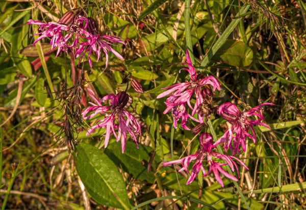 Ragged Robin Shetland