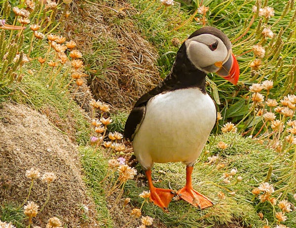 A Puffin Sumburgh Head Shetland