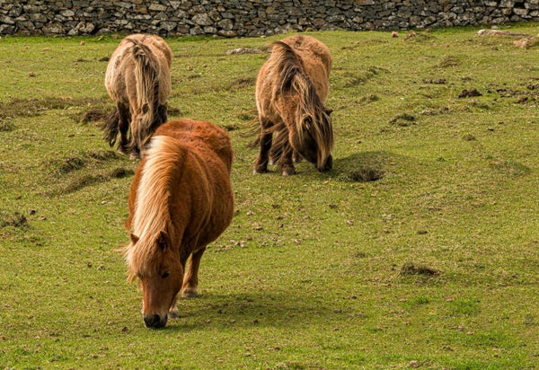 Shetland Ponies