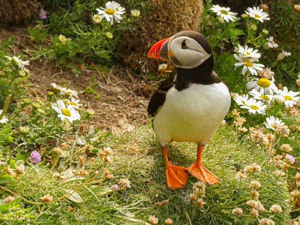 A Puffin Sumburgh Head Shetland