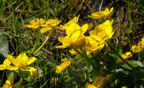 Marsh Marigolds