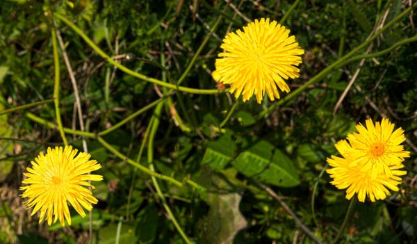 Hawkweed Shetland