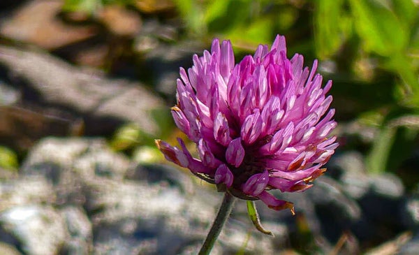 Purple Clover