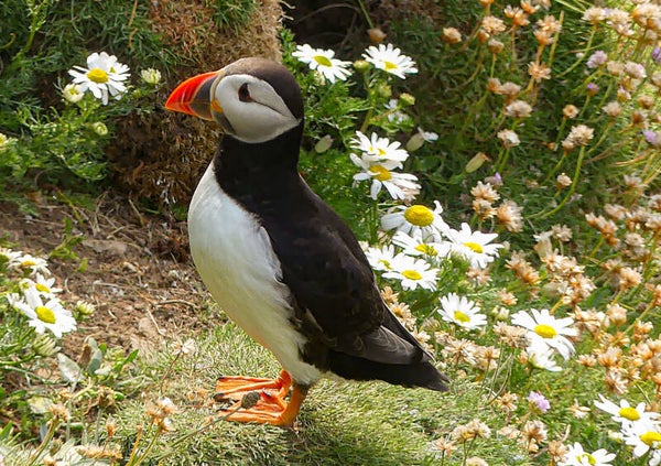 A Puffin Sumburgh Head Shetland