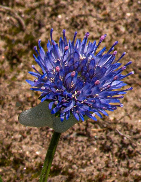 Devils Bit Shetland