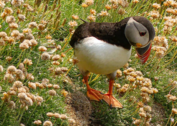 A Puffin Sumburgh Head Shetland