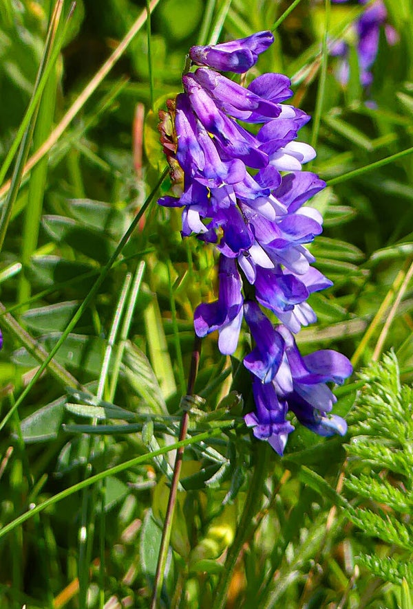 Tufted Vetch